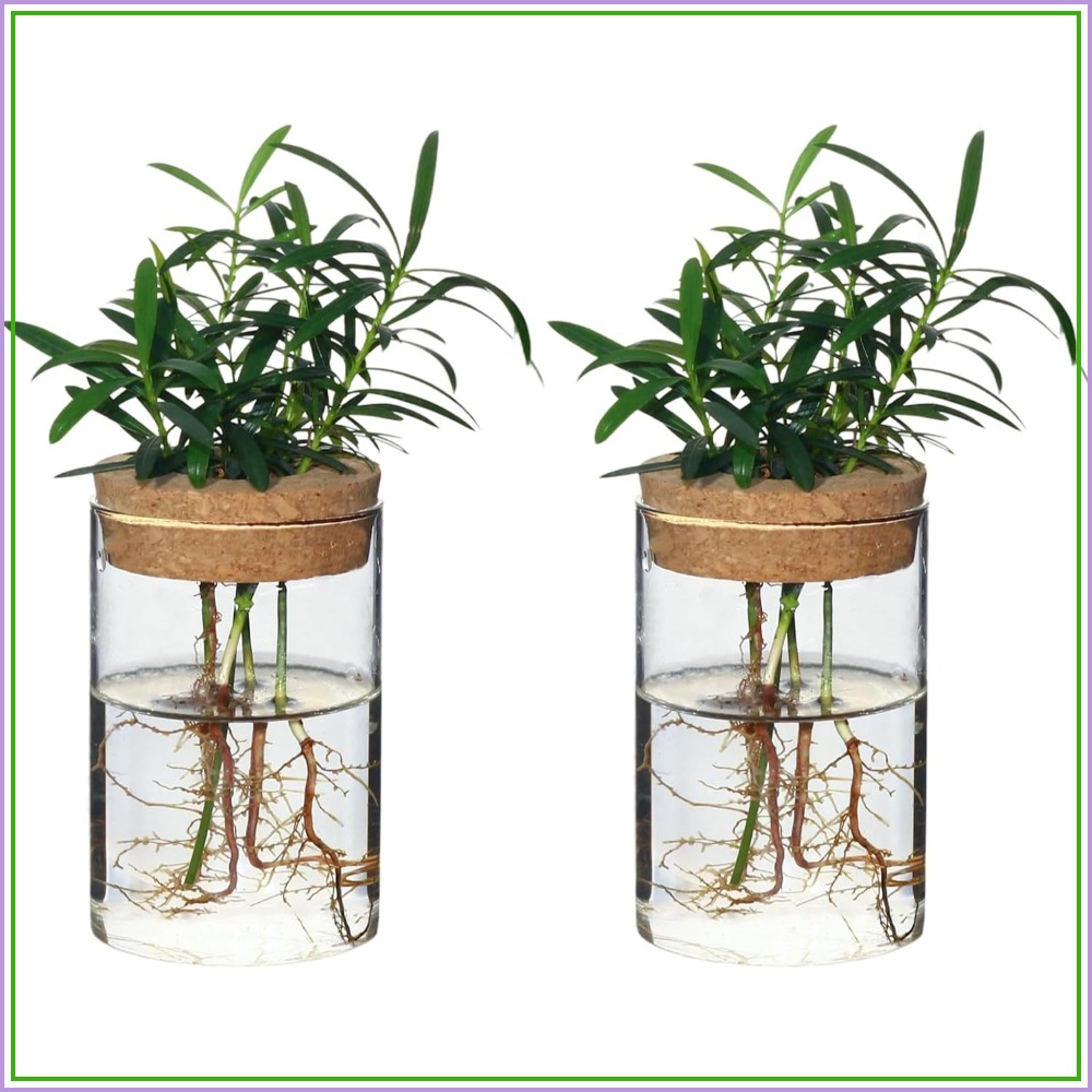 Propagation Station Vase - Desktop Glass Flower Vases - Ideal