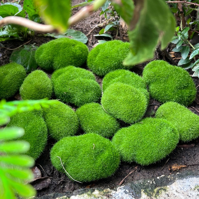 5/30pcs Simulation Moss Stone  - Sphagnum Moss Dry のレビューと価格