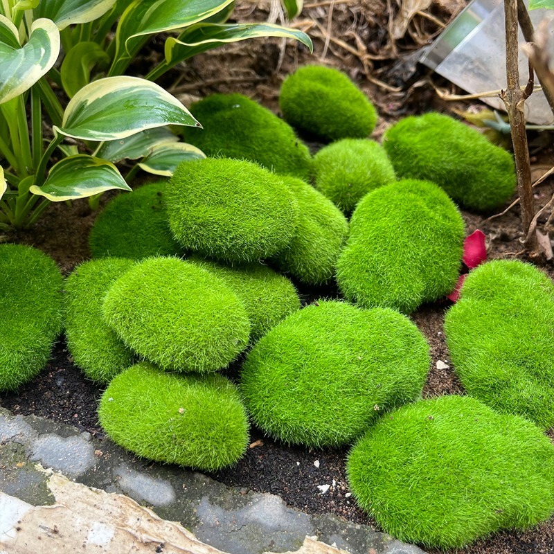 5/30pcs Simulation Moss Stone  - Sphagnum Moss Dry のレビューと価格