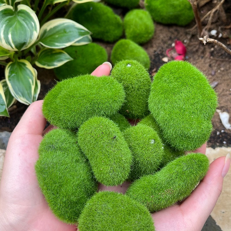 5/30pcs Simulation Moss Stone  - Sphagnum Moss Dry のレビューと価格