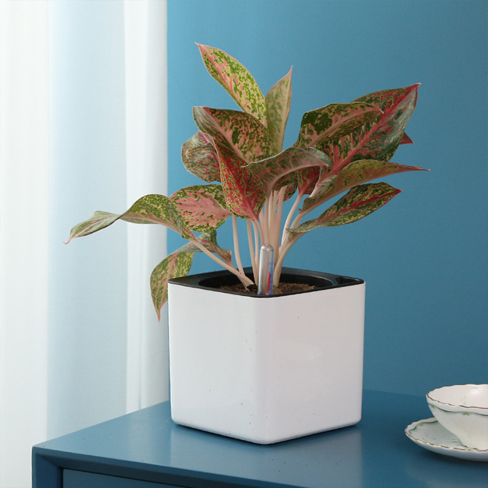 3 size Lazy flowerpot Green Pl - Self Watering Insert のレビューと価格