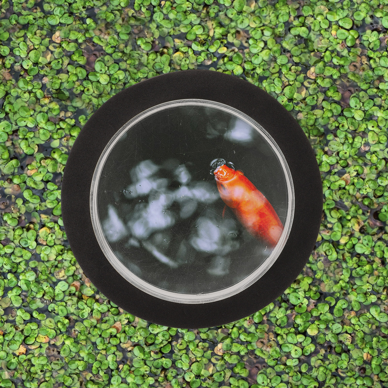 Outdoor Decor Fish Dome Pond A - Plastic Dome Clear のレビューと価格