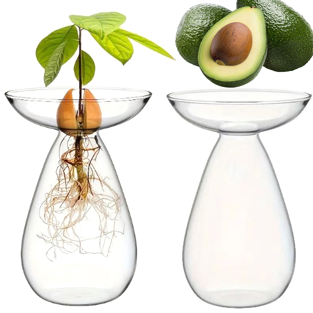 Avocado Seed Starter Hydroponi - Propagation Station Vase のレビューと価格