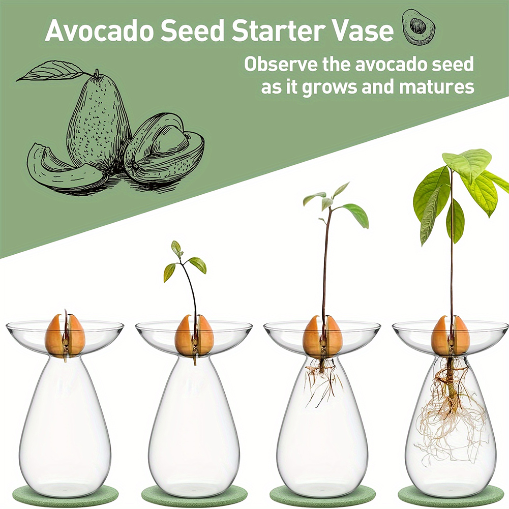 Avocado Seed Starter Hydroponi - Propagation Station Vase のレビューと価格