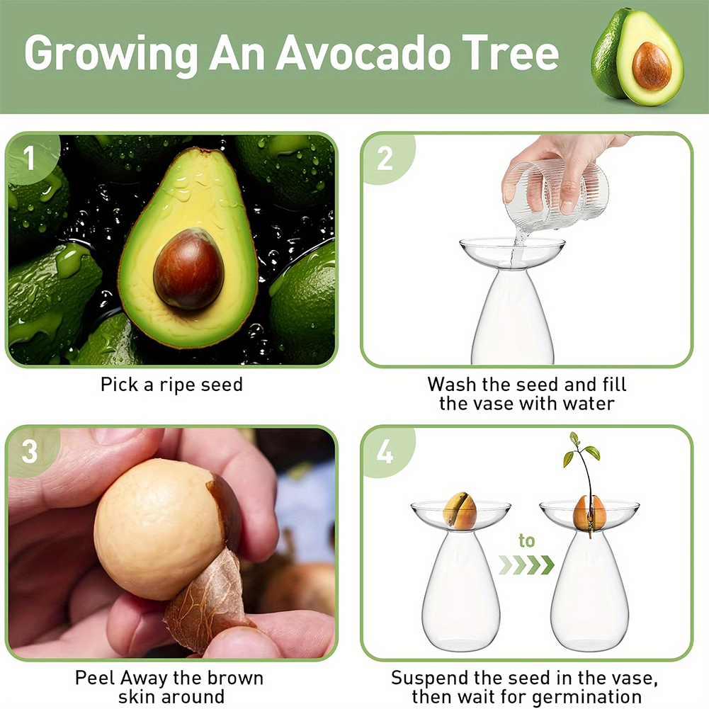 Avocado Seed Starter Hydroponi - Propagation Station Vase のレビューと価格