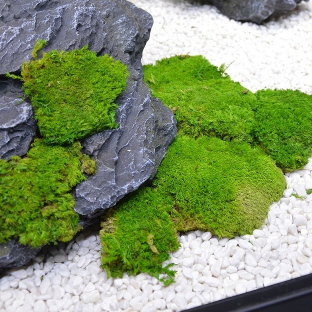 20/80g Eternal Life Moss Grass - Sphagnum Moss Dry のレビューと価格
