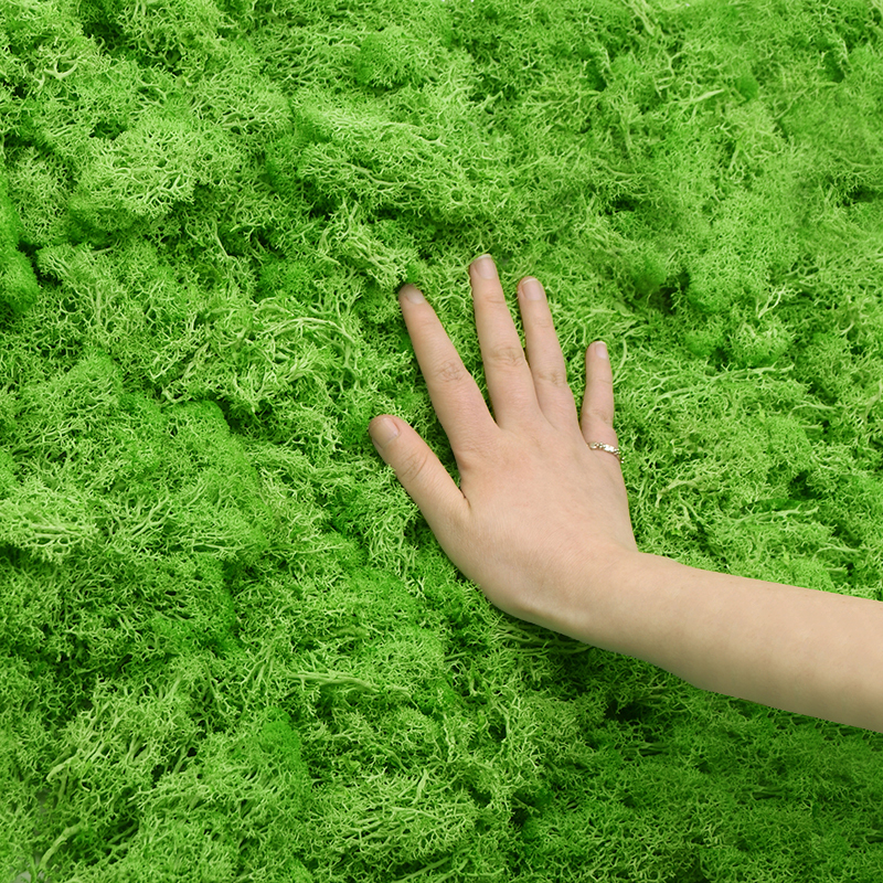 20G Natural Moss Artificial Pl - Sphagnum Moss Dry のレビューと価格