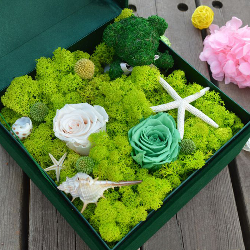 20G Natural Moss Artificial Pl - Sphagnum Moss Dry のレビューと価格